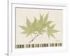 Japanese Maple Colors-Albert Koetsier-Framed Art Print