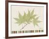 Japanese Maple Colors-Albert Koetsier-Framed Art Print
