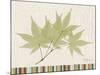 Japanese Maple Colors-Albert Koetsier-Mounted Art Print