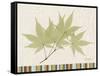 Japanese Maple Colors-Albert Koetsier-Framed Stretched Canvas