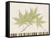 Japanese Maple Colors-Albert Koetsier-Framed Stretched Canvas