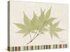 Japanese Maple Colors-Albert Koetsier-Stretched Canvas