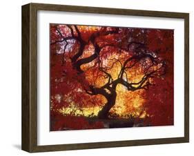 Japanese Maple, Darien, Connecticut, USA-Alison Jones-Framed Photographic Print