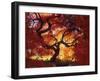 Japanese Maple, Darien, Connecticut, USA-Alison Jones-Framed Photographic Print