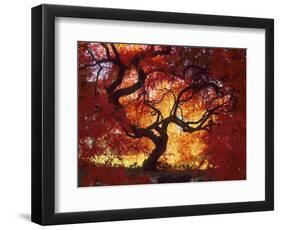 Japanese Maple, Darien, Connecticut, USA-Alison Jones-Framed Photographic Print