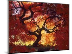 Japanese Maple, Darien, Connecticut, USA-Alison Jones-Mounted Photographic Print