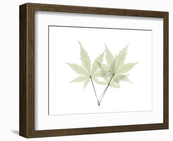 Japanese Maple E114-Albert Koetsier-Framed Photographic Print