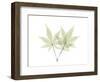 Japanese Maple E114-Albert Koetsier-Framed Photographic Print