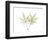 Japanese Maple E114-Albert Koetsier-Framed Photographic Print