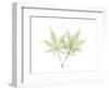 Japanese Maple E114-Albert Koetsier-Framed Photographic Print