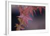 Japanese Maple I-Rita Crane-Framed Photographic Print