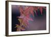 Japanese Maple I-Rita Crane-Framed Photographic Print