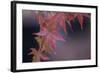 Japanese Maple I-Rita Crane-Framed Photographic Print