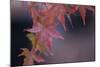 Japanese Maple I-Rita Crane-Mounted Photographic Print