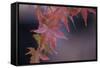 Japanese Maple I-Rita Crane-Framed Stretched Canvas