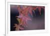 Japanese Maple I-Rita Crane-Framed Photographic Print