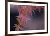 Japanese Maple I-Rita Crane-Framed Photographic Print