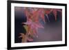 Japanese Maple I-Rita Crane-Framed Photographic Print