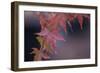 Japanese Maple I-Rita Crane-Framed Photographic Print