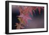 Japanese Maple I-Rita Crane-Framed Photographic Print