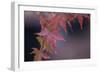 Japanese Maple I-Rita Crane-Framed Photographic Print