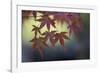 Japanese Maple III-Rita Crane-Framed Photographic Print