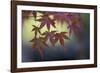 Japanese Maple III-Rita Crane-Framed Photographic Print