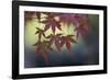 Japanese Maple III-Rita Crane-Framed Photographic Print