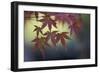 Japanese Maple III-Rita Crane-Framed Photographic Print