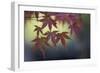 Japanese Maple III-Rita Crane-Framed Photographic Print