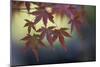 Japanese Maple III-Rita Crane-Mounted Photographic Print