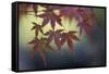 Japanese Maple III-Rita Crane-Framed Stretched Canvas