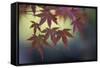Japanese Maple III-Rita Crane-Framed Stretched Canvas