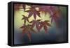 Japanese Maple III-Rita Crane-Framed Stretched Canvas