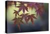 Japanese Maple III-Rita Crane-Stretched Canvas