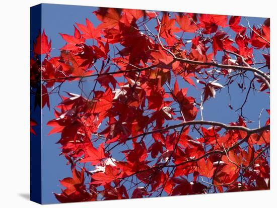 Japanese Maple in Autumn, Akan National Park, Hokkaido, Japan-Tony Waltham-Stretched Canvas