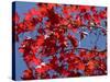 Japanese Maple in Autumn, Akan National Park, Hokkaido, Japan-Tony Waltham-Stretched Canvas