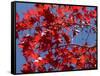 Japanese Maple in Autumn, Akan National Park, Hokkaido, Japan-Tony Waltham-Framed Stretched Canvas