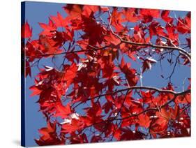 Japanese Maple in Autumn, Akan National Park, Hokkaido, Japan-Tony Waltham-Stretched Canvas