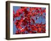 Japanese Maple in Autumn, Akan National Park, Hokkaido, Japan-Tony Waltham-Framed Photographic Print