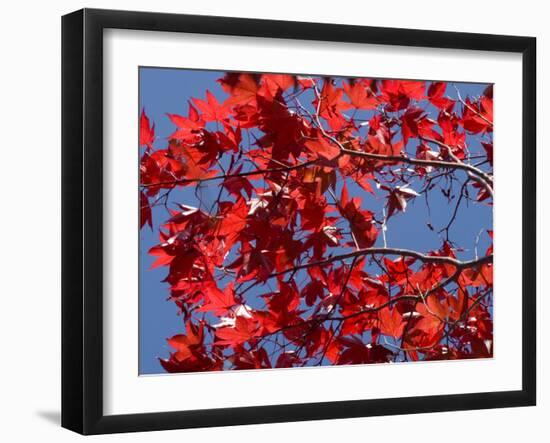 Japanese Maple in Autumn, Akan National Park, Hokkaido, Japan-Tony Waltham-Framed Photographic Print