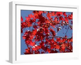 Japanese Maple in Autumn, Akan National Park, Hokkaido, Japan-Tony Waltham-Framed Photographic Print