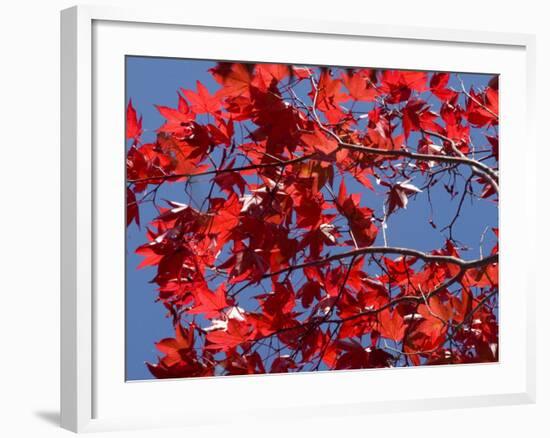 Japanese Maple in Autumn, Akan National Park, Hokkaido, Japan-Tony Waltham-Framed Photographic Print