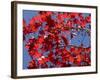 Japanese Maple in Autumn, Akan National Park, Hokkaido, Japan-Tony Waltham-Framed Photographic Print