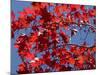 Japanese Maple in Autumn, Akan National Park, Hokkaido, Japan-Tony Waltham-Mounted Photographic Print