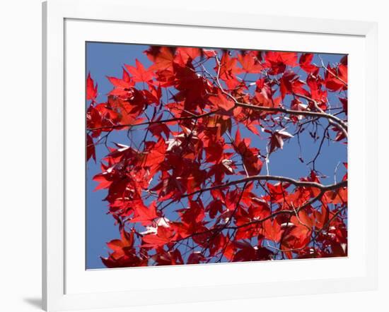 Japanese Maple in Autumn, Akan National Park, Hokkaido, Japan-Tony Waltham-Framed Photographic Print