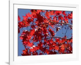 Japanese Maple in Autumn, Akan National Park, Hokkaido, Japan-Tony Waltham-Framed Photographic Print