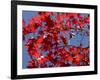 Japanese Maple in Autumn, Akan National Park, Hokkaido, Japan-Tony Waltham-Framed Photographic Print