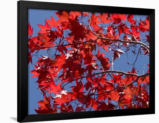 Japanese Maple in Autumn, Akan National Park, Hokkaido, Japan-Tony Waltham-Framed Photographic Print