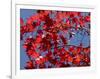 Japanese Maple in Autumn, Akan National Park, Hokkaido, Japan-Tony Waltham-Framed Photographic Print